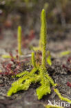 Marsh Clubmoss (Lycopodiella inundata)