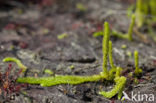 Marsh Clubmoss (Lycopodiella inundata)