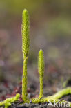 Marsh Clubmoss (Lycopodiella inundata)