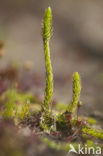 Marsh Clubmoss (Lycopodiella inundata)