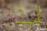 Marsh Clubmoss (Lycopodiella inundata)