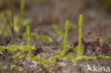 Moeraswolfsklauw (Lycopodiella inundata) 