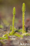 Marsh Clubmoss (Lycopodiella inundata)