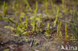 Marsh Clubmoss (Lycopodiella inundata)