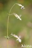 Nottingham Catchfly (Silene nutans)