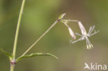 Nachtsilene (Silene nutans)