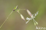 Nottingham Catchfly (Silene nutans)