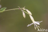 Nottingham Catchfly (Silene nutans)