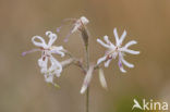 Nottingham Catchfly (Silene nutans)