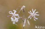 Nottingham Catchfly (Silene nutans)