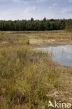 National Park Dwingelderveld