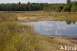 Nationaal Park Dwingelderveld