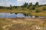 National Park Dwingelderveld