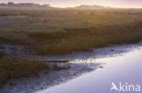 Nationaal park Schiermonnikoog