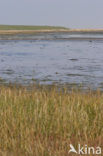 Nationaal park Schiermonnikoog