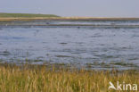 Nationaal park Schiermonnikoog