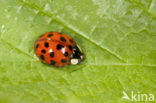 Negentienpuntlieveheersbeestje (Anisosticta novemdecimpunctata)
