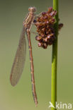 Siberian winter Damselfly (Sympecma paedisca)