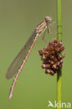 Siberian winter Damselfly (Sympecma paedisca)