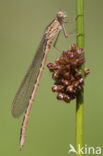 Siberian winter Damselfly (Sympecma paedisca)