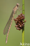 Noordse winterjuffer (Sympecma paedisca) 