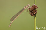 Noordse winterjuffer (Sympecma paedisca) 