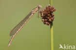 Siberian winter Damselfly (Sympecma paedisca)