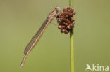 Noordse winterjuffer (Sympecma paedisca) 