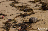 Olonne-sur-Mer