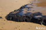 Olonne-sur-Mer