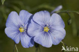 Oostenrijks vlas (Linum austriacum)