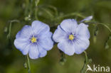 Oostenrijks vlas (Linum austriacum)