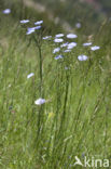 Oostenrijks vlas (Linum austriacum)