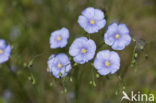 Oostenrijks vlas (Linum austriacum)