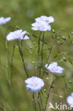 Oostenrijks vlas (Linum austriacum)