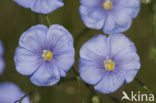 Oostenrijks vlas (Linum austriacum)