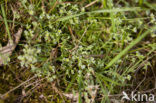 Overblijvende hardbloem (Scleranthus perennis) 