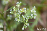 Overblijvende hardbloem (Scleranthus perennis) 