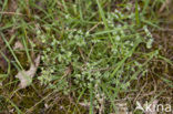 Overblijvende hardbloem (Scleranthus perennis) 