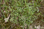 Perennial Knawel (Scleranthus perennis)