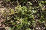 Perennial Knawel (Scleranthus perennis)