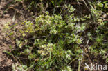 Overblijvende hardbloem (Scleranthus perennis) 