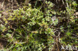 Perennial Knawel (Scleranthus perennis)