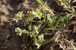 Overblijvende hardbloem (Scleranthus perennis) 