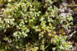 Overblijvende hardbloem (Scleranthus perennis) 