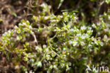 Overblijvende hardbloem (Scleranthus perennis) 