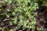 Overblijvende hardbloem (Scleranthus perennis) 