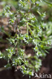 Overblijvende hardbloem (Scleranthus perennis) 