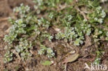 Perennial Knawel (Scleranthus perennis)
