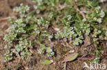 Overblijvende hardbloem (Scleranthus perennis) 